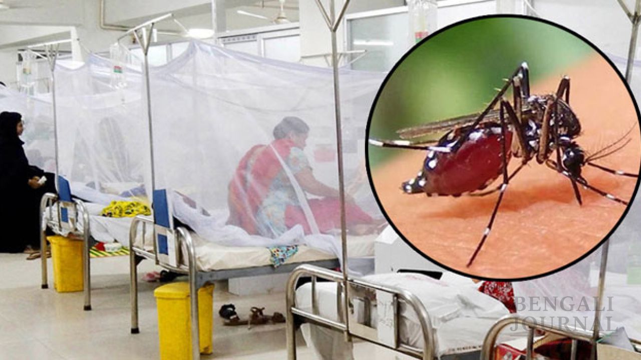ডেঙ্গুতে আক্রান্ত হয়ে হাসপাতালে ভর্তি আরো ২৩৯ জন